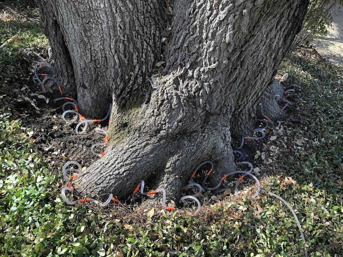 Detailed Tree Cabling and Bracing job site in North Grafton