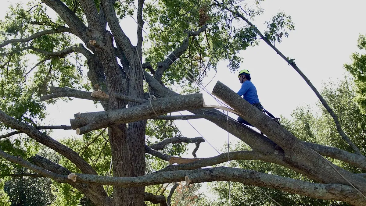 Professional Crown Thinning performed by certified arborists in North Grafton